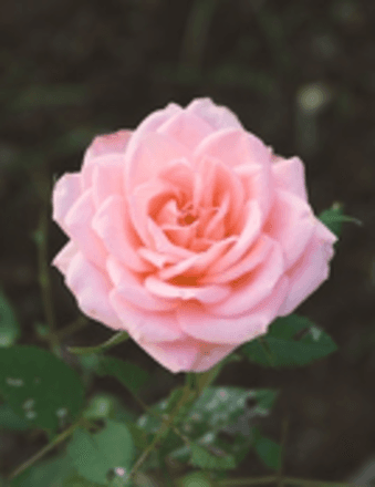 Judy Diane Smith Obituary