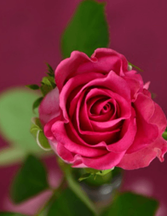Mary Dukes Obituary